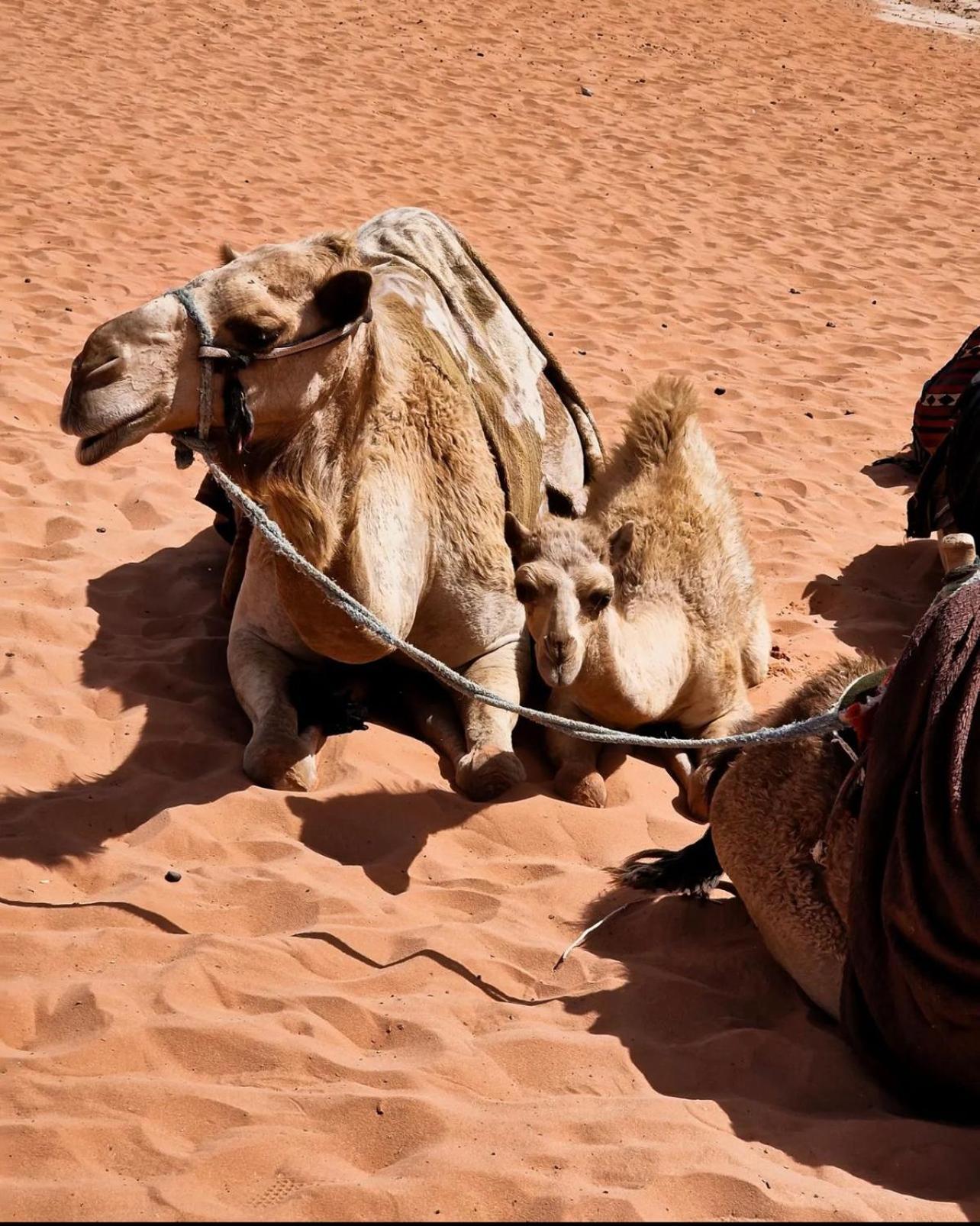 Rum Magic Luxury Camp Wadi Rum Exterior foto